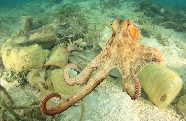 Octopus Merenpohjassa Roskien Kanssa — kuvapankkivalokuva