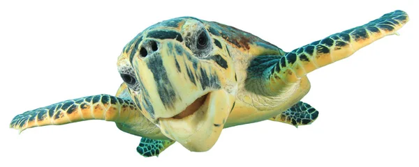 Porträtt Enda Sköldpadda Isolerad Vit Bakgrund — Stockfoto