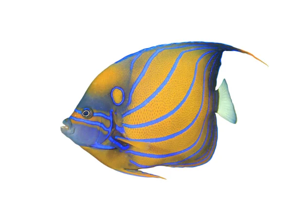  Blue Ring Angelfish on white background. Orange fish with blue stripes.