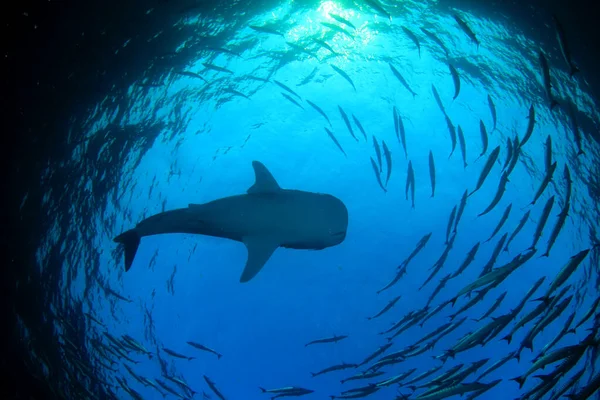Escola Peixes Com Tubarão Enorme Vida Subaquática — Fotografia de Stock