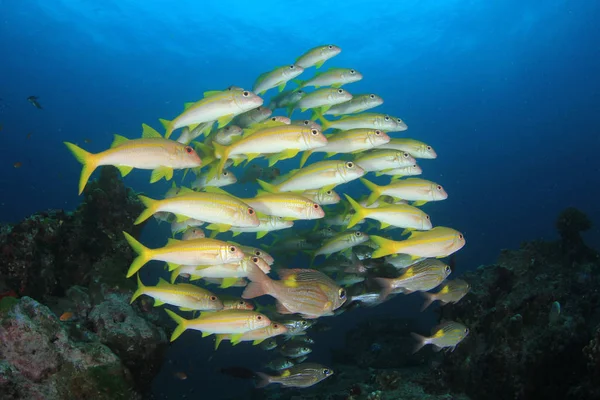 School Van Vissen Diep Blauw Water Onderwaterleven — Stockfoto