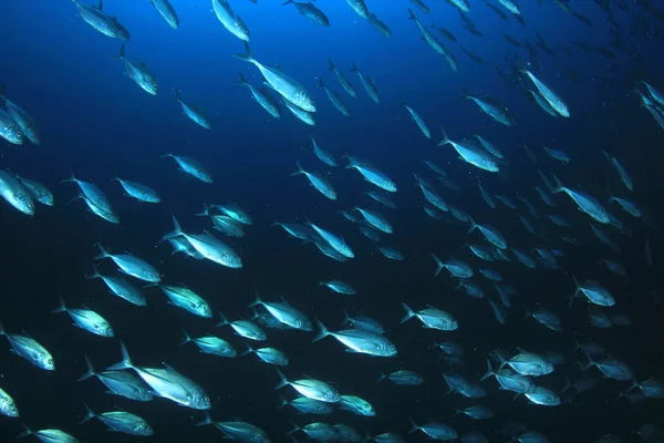 Escola Peixes Águas Azuis Profundas Vida Subaquática — Fotografia de Stock