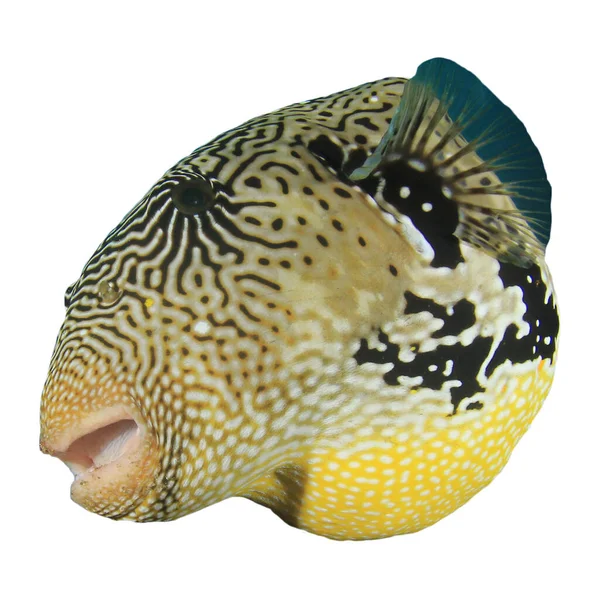 Puffer Peixe Retrato Isolado Fundo Branco — Fotografia de Stock