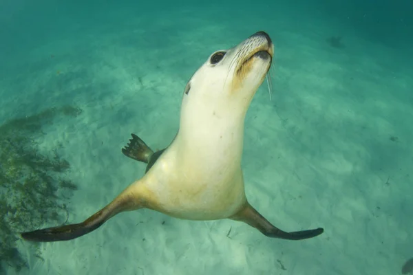 Australian Sea Lion. Underwater photo.