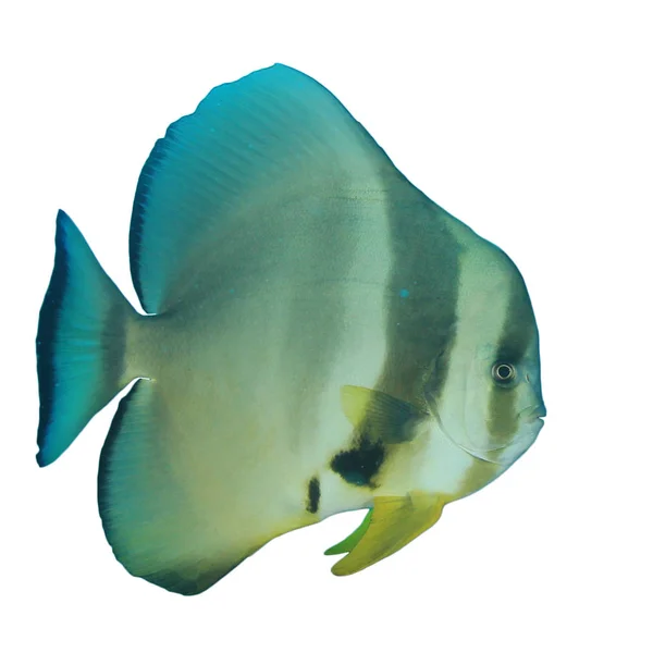 Butterflyfish Closeup Portrait Isolated White Background — 스톡 사진