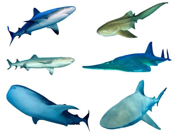 Grupo Tiburones Aislados Sobre Fondo Blanco —  Fotos de Stock