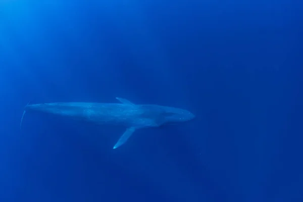 Baleine Bleue Sous Eau Baleine Bleue Pygmée Qui Migre Delà — Photo