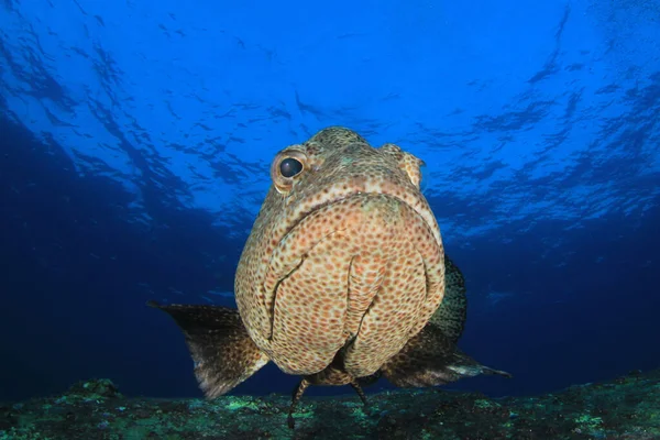 Fisk Som Svømmer Bunnen Fargerikt Rev – stockfoto