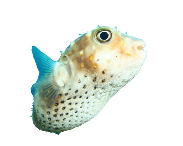 Burrfish Izolált Fehér Alapon — Stock Fotó
