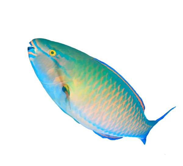 Colourful Scarus Vetula Queen Parrotfish White Background — 스톡 사진