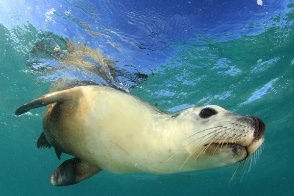 オーストラリア海ライオン 水中写真 — ストック写真