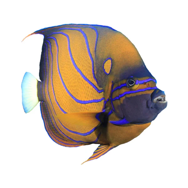 Blue Ring Angelfish White Background — 스톡 사진