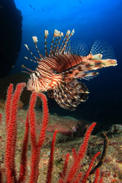 Риби Кораловий Риф Підводне Життя — стокове фото