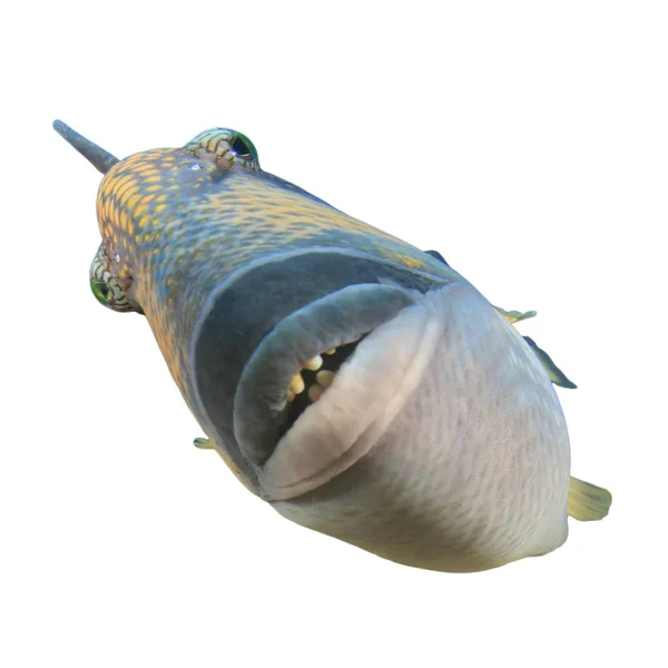 Triggerfish Portret Geïsoleerd Witte Achtergrond — Stockfoto