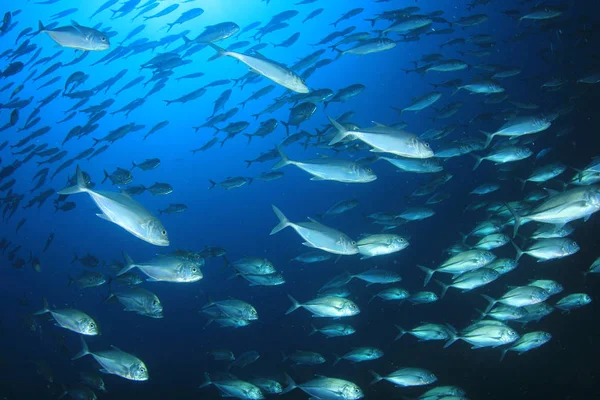 Fischschwärme Tiefblauen Wasser Unterwasserleben — Stockfoto