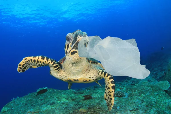 Skilpadde Spiser Plastpose Sjøvann Globalt Forurensningskonsept – stockfoto