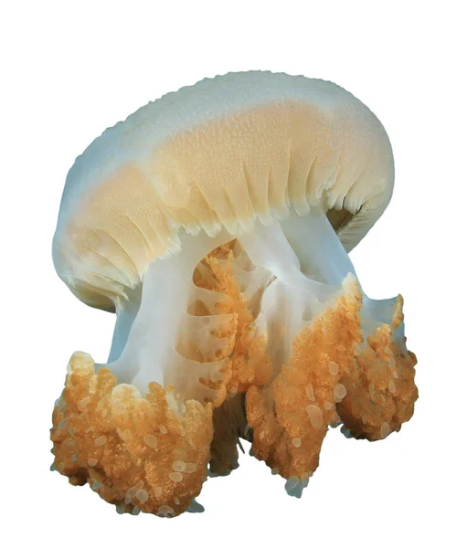 Медузы Изолированы Белом Фоне — стоковое фото
