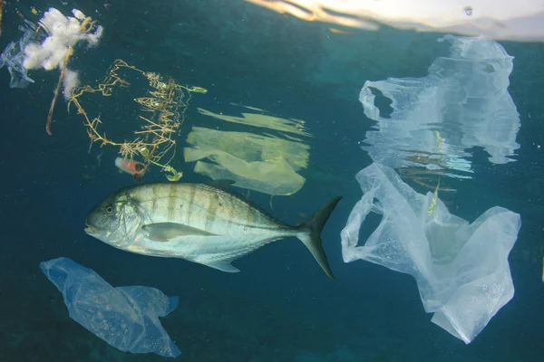 Fish swimming near plastic trash in sea water. Pollution concept.