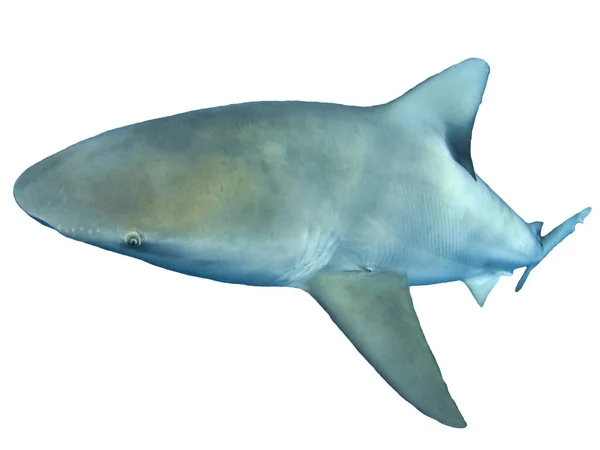 Rekin Odizolowany Białym Tle — Zdjęcie stockowe