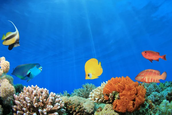 Various tropical reef fish at sea bottom