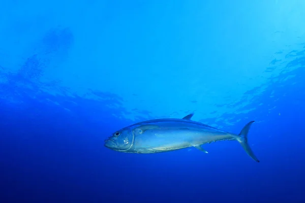 Tunfisk Dypeste Blå Sjø – stockfoto