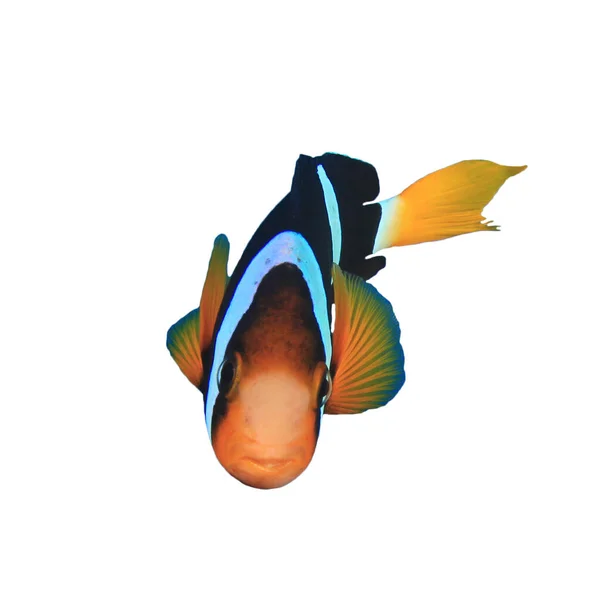 Small Clownfish Portrait Isolated White Background — ストック写真