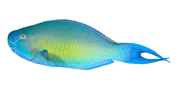 Pretty Blue Green Parrotfish Isolated White Background — Stok fotoğraf