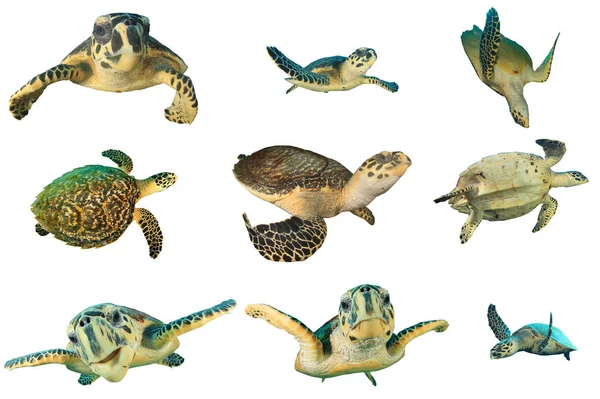 Grupa Żółwi Izolowanych Białym Tle — Zdjęcie stockowe