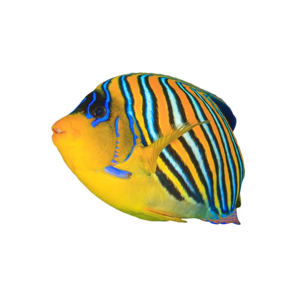 Striped Regal Angelfish Isolated White Background — ストック写真