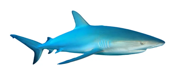 Requin Isolé Sur Fond Blanc — Photo