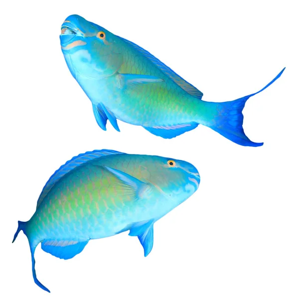 Warna Warni Parrotfish Diisolasi Pada Latar Belakang Putih — Stok Foto