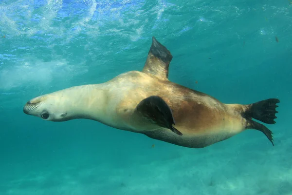 Australian Sea Lion. Underwater photo.