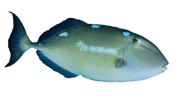 Humu Picasso Triggerfish Izolált Fehér Alapon — Stock Fotó