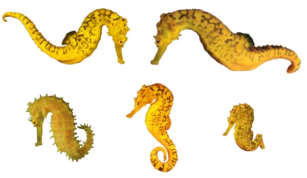 Group Yellow Seahorses Isolated White Background — 스톡 사진
