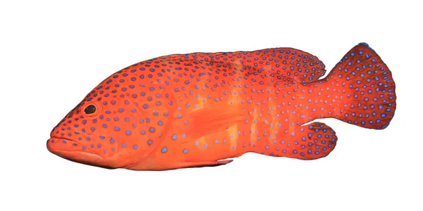 Red Grouper Белом Фоне — стоковое фото