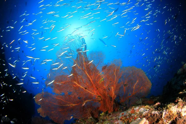 Fisk Korallrev Livet Vann – stockfoto
