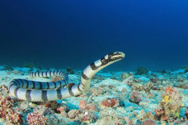 Sulje Näkymä Merikäärme — kuvapankkivalokuva