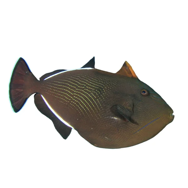 Triggerfish Detailní Záběr Portrét Izolované Bílém Pozadí — Stock fotografie