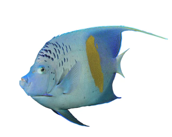 Tropische Blauwe Gele Vis Geïsoleerd Witte Achtergrond — Stockfoto