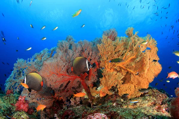 Peixes Recifes Coral Coloridos Vida Subaquática — Fotografia de Stock