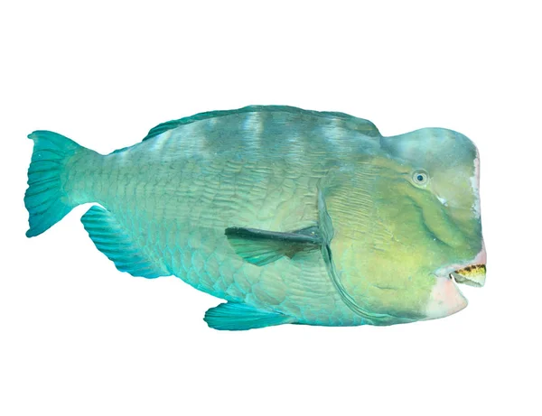 Gespot Triggerfish Portret Geïsoleerd Witte Achtergrond — Stockfoto