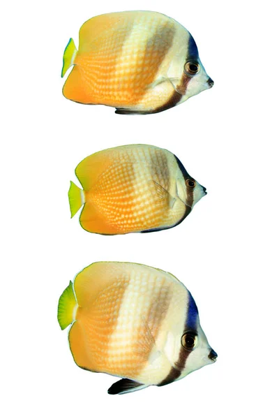 Amarelo Mascarado Coleção Butterflyfish — Fotografia de Stock