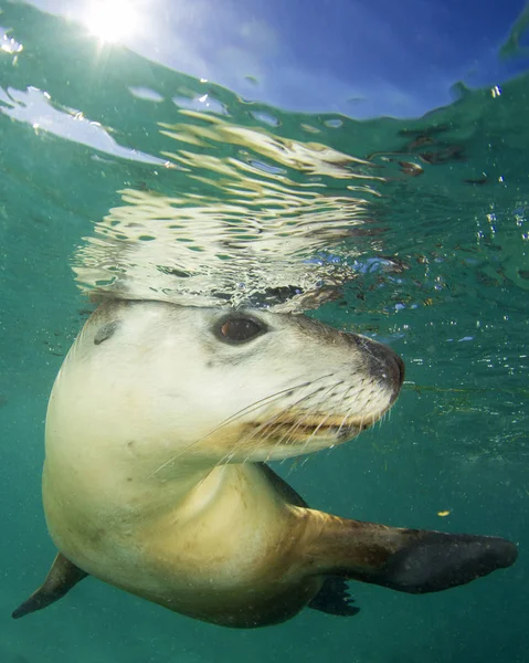 Australian Sea Lion. Underwater photo.