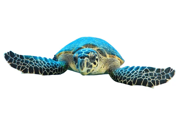 Portrait Single Turtle Isolated White Background — 스톡 사진