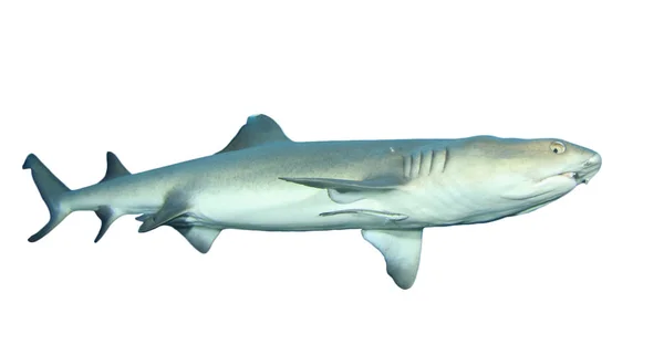 Shark Isolated White Background — Stock Photo, Image