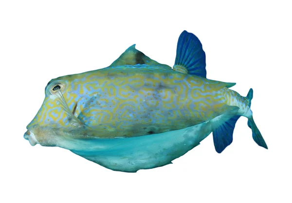 Blå Boxfish Isolerad Vit Bakgrund — Stockfoto