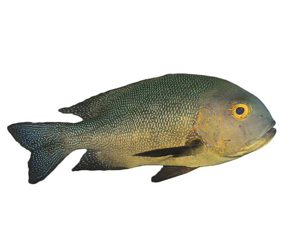 Małe Ryby Nakrapiane Odizolowane Białym Tle — Zdjęcie stockowe