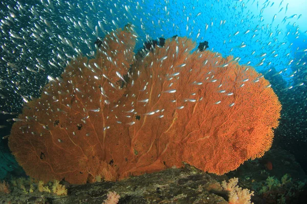 サンゴ礁の近くで泳ぐ小魚の学校 — ストック写真