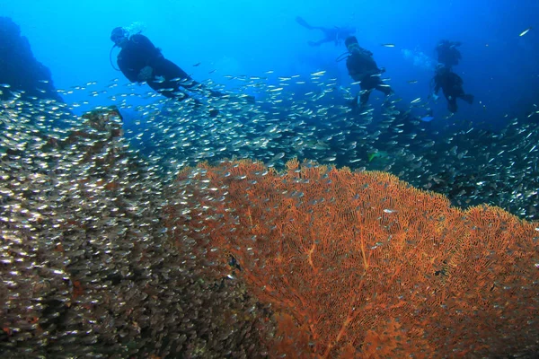 Siluetas Buceadores Con Peces Alrededor Vida Submarina — Foto de Stock