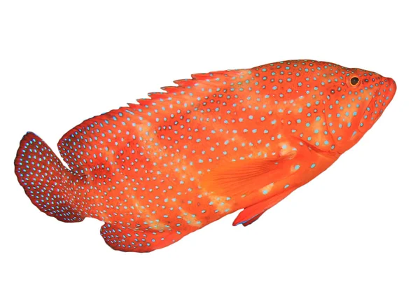 Koral Grouper Izolowany Białym Tle Ryby Plamkami — Zdjęcie stockowe